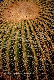 Image du Maroc Professionnelle de  Le Jardin Majorelle une pure merveille crée par le peintre français Jacques Majorelle, qui a eu le coup de foudre pour Marrakech. Yves Saint Laurent et Pierre Bergé font l’acquisition de ce havre de paix durant les années quatre-vingt où Yves Saint Laurent dessina plusieurs pièces. son voeux était de faire de ce parc une œuvre d’art vivante. On y découvre des plantes provenant des cinq continents, yuccas d’Océanie, lotus d’Asie, cactus d’Amérique, palmiers d’Afrique et cyprès d’Europe …, à Marrakech le Lundi 18 Août 1997. ((Photo / Abdeljalil Bounhar)